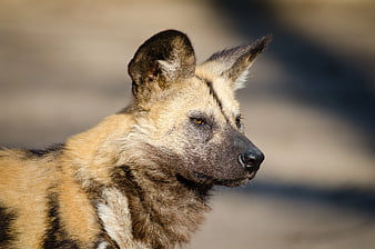 Close-up Profile of African Wild Dog in Natural Habitat