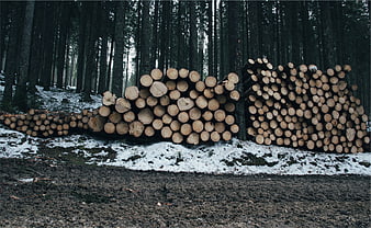 Stacks of cut timber logs in a snowy winter forest