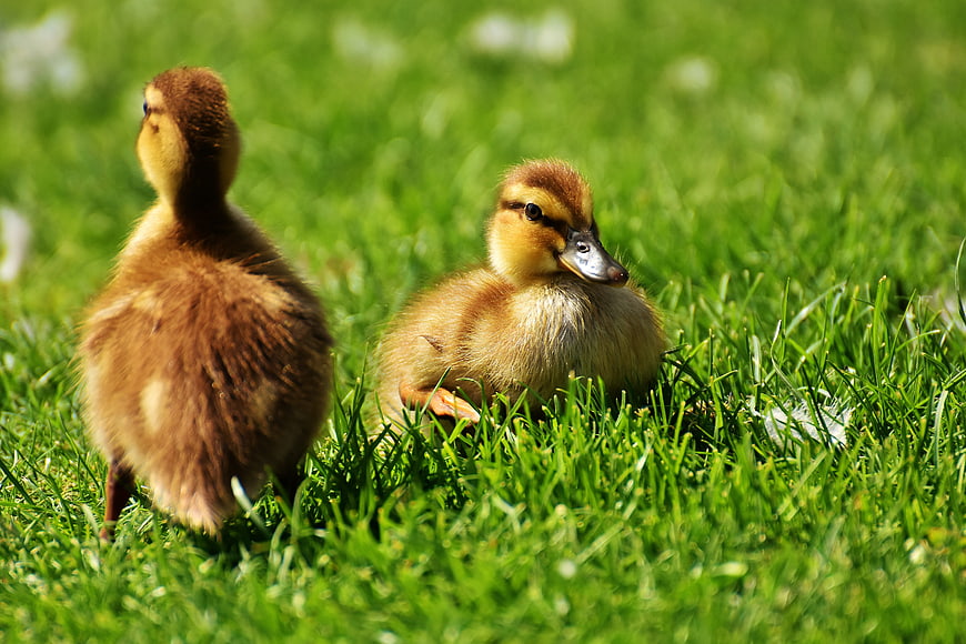 Two fluffy ducklings resting in bright green grass