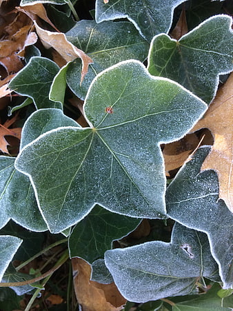 Frosty Ivy Leaves Close-Up in Winter