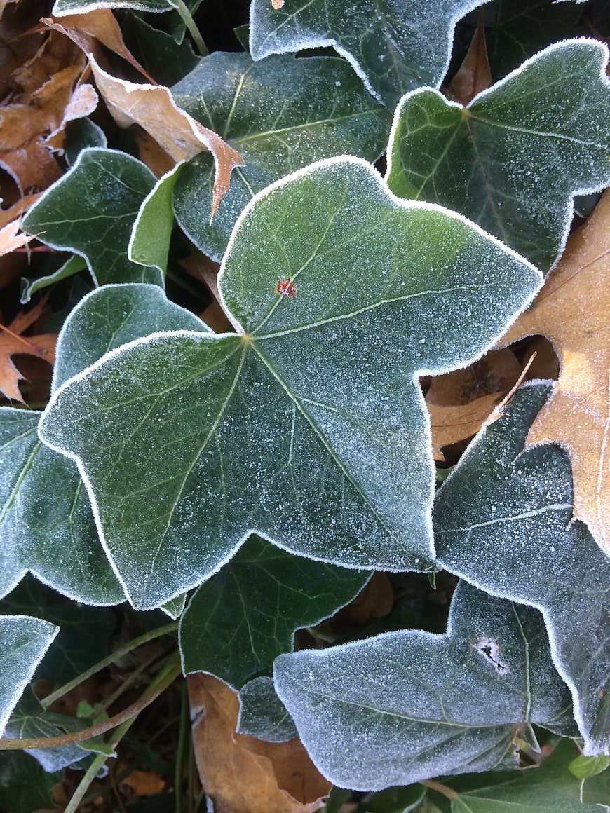 Frosty Ivy Leaves Close-Up in Winter