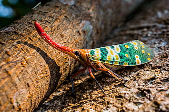 Lanternfly on Tree Bark Close-Up