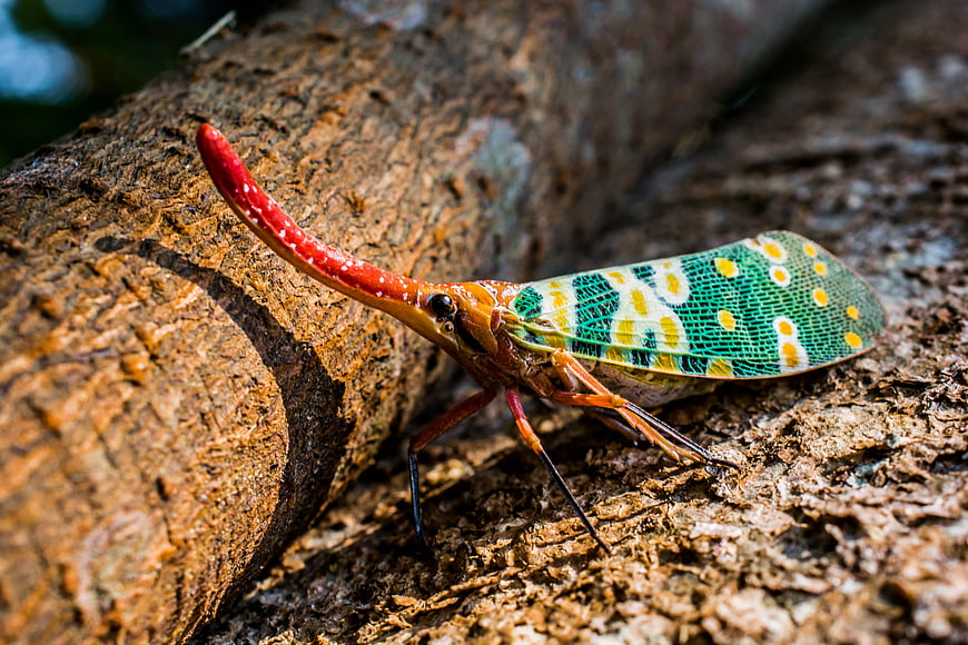 Lanternfly on Tree Bark Close-Up