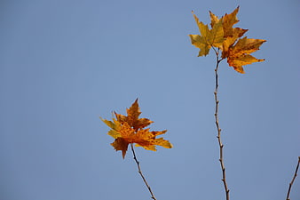 Autumn Maple Leaves Against Clear Blue Sky