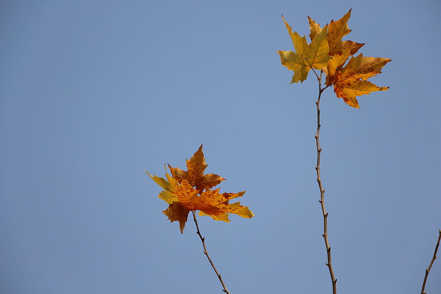 Autumn Maple Leaves Against Clear Blue Sky