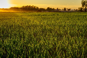 Golden sunset over lush green agricultural field