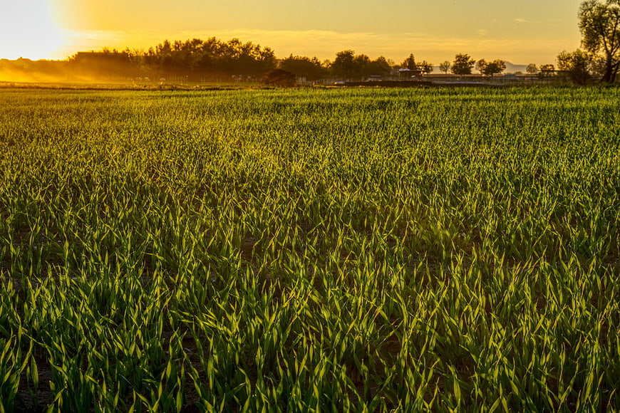 Golden sunset over lush green agricultural field
