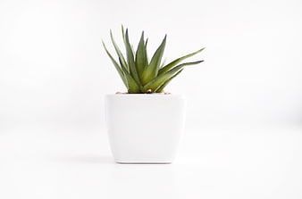 Minimalist Aloe Vera Plant in White Pot on White Background