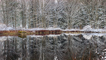 Serene Winter Pond Reflecting Snowy Forest Trees