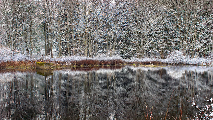 Serene Winter Pond Reflecting Snowy Forest Trees