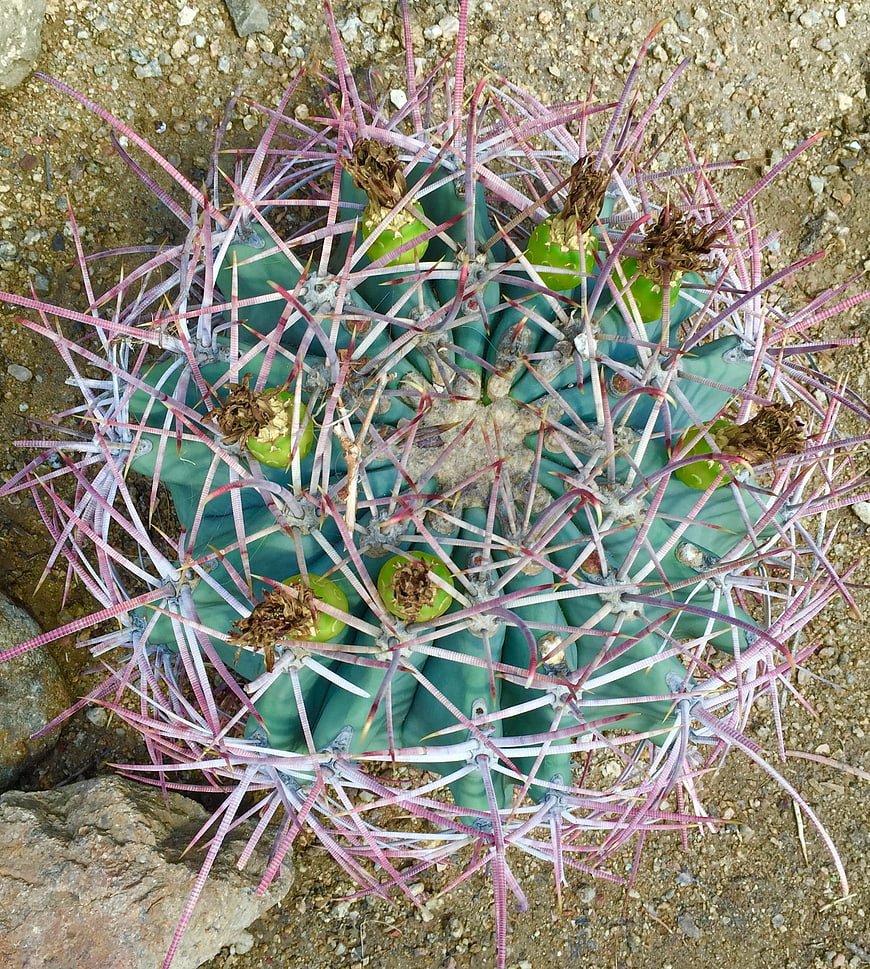 Top View of Blue Cactus with Pink Spines and Green Buds