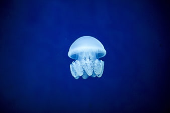 White Jellyfish Floating in Deep Blue Water