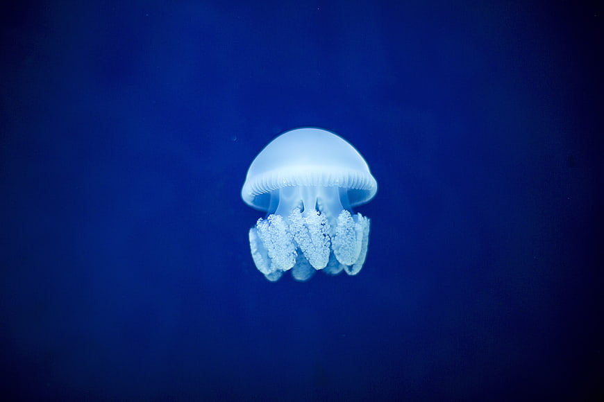 White Jellyfish Floating in Deep Blue Water