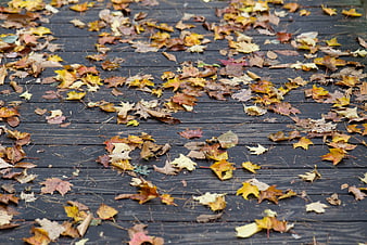 Scattered Autumn Maple Leaves on Dark Wooden Deck