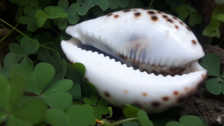 Close-up of white spotted cowrie shell on green clover leaves