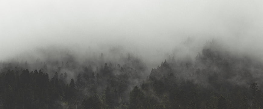 Misty Evergreen Forest Landscape with Fog