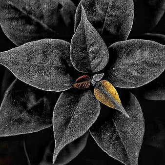 Selective Color Close-Up of Textured Leaves with Yellow Accent