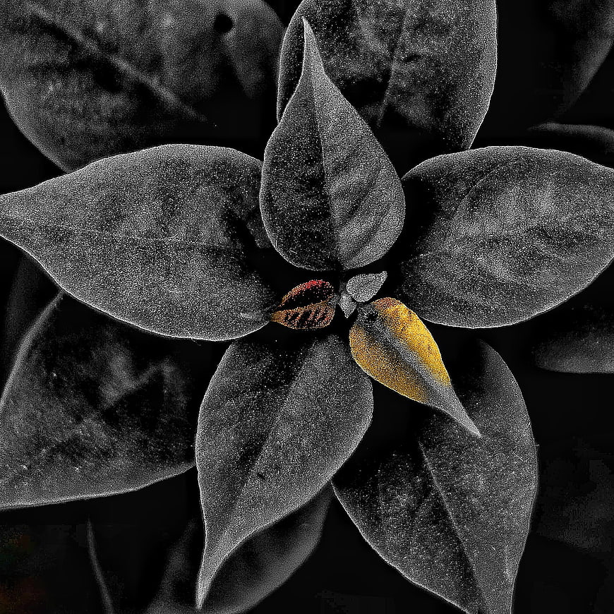 Selective Color Close-Up of Textured Leaves with Yellow Accent
