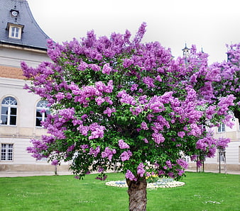 Purple Lilac Tree In Full Bloom In Front Of Historic European Architecture