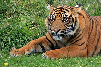 Young Sumatran Tiger Resting in Green Grass