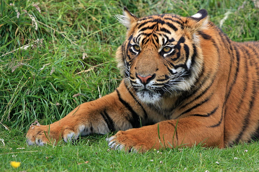 Young Sumatran Tiger Resting in Green Grass