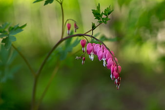 Pink Bleeding Heart Flowers Hanging on a Stem