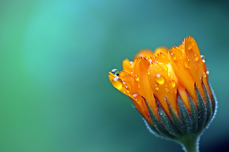 Close-up of Orange Marigold Bud with Water Droplets