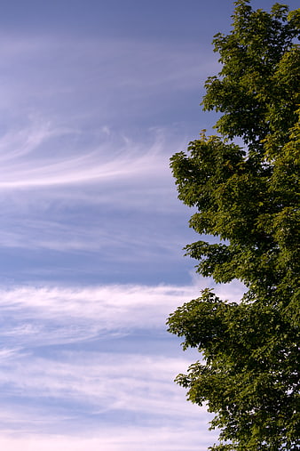 Green Tree Foliage Against Blue Sky with Wispy Clouds