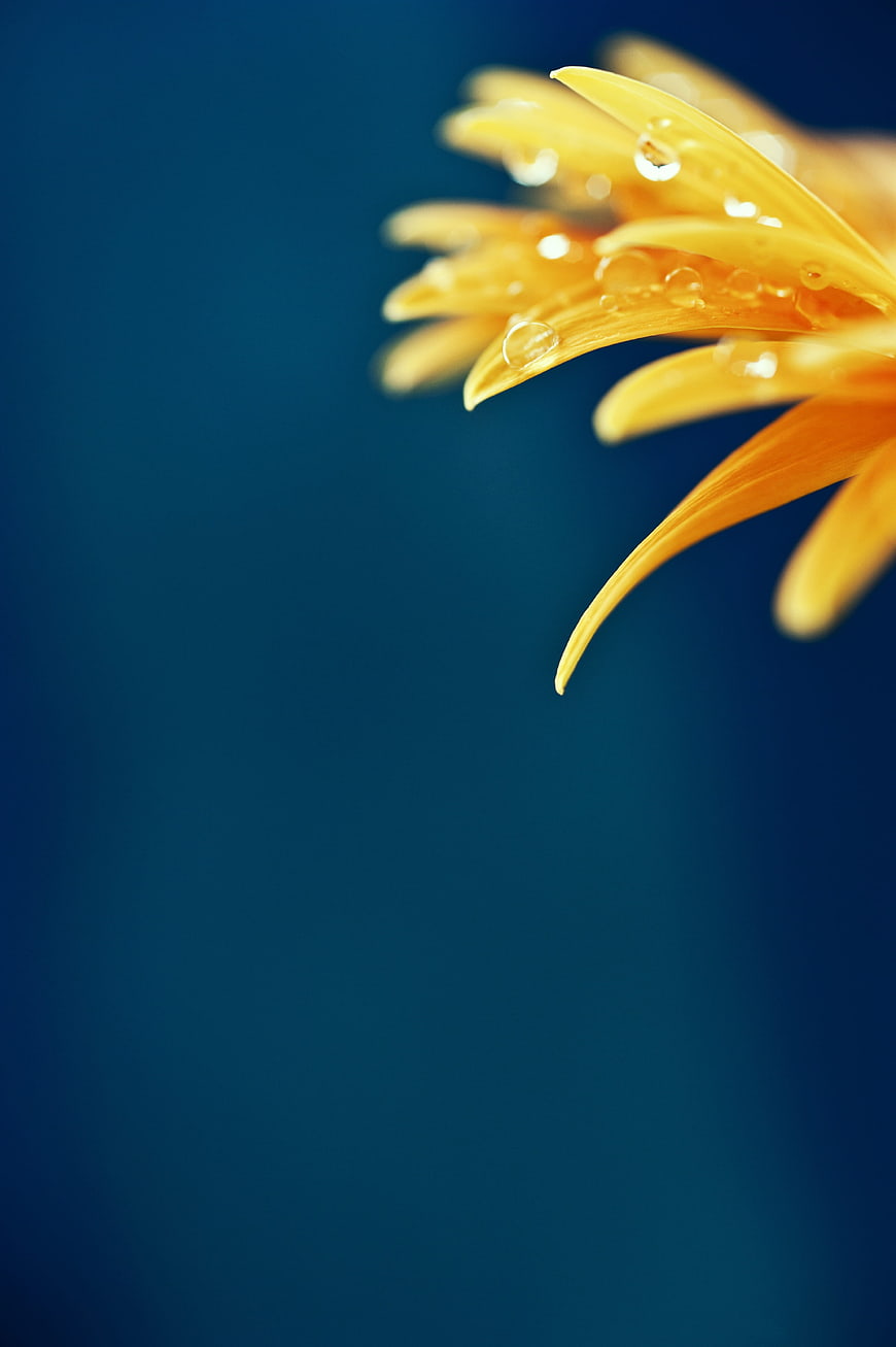 Yellow flower petals with dewdrops on blue background