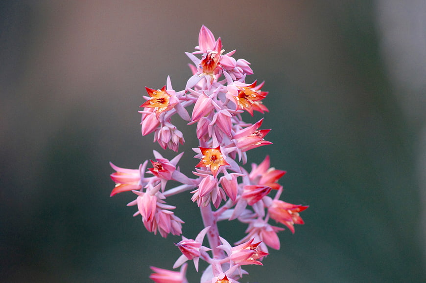 Close-up of pink succulent flowers with blurred background