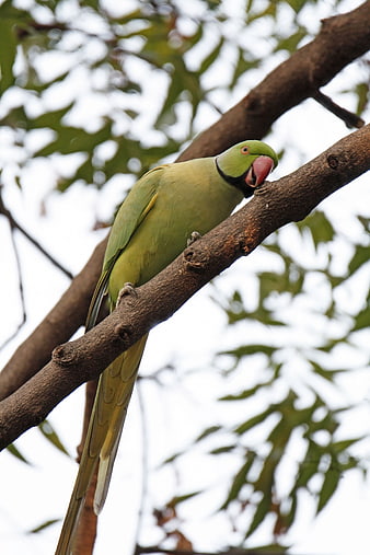 Rose-ringed Parakeet Perched on Tree Branch