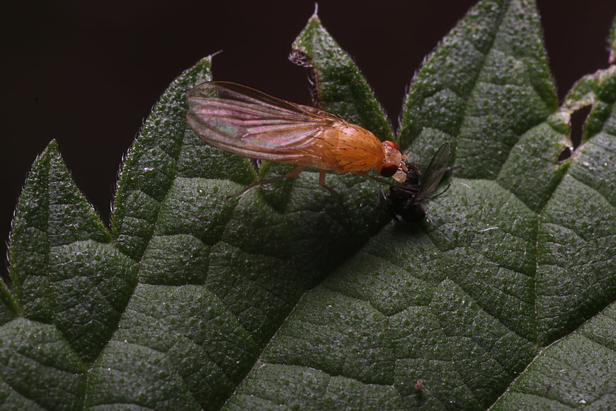 Macro photography of fruit fly on textured green leaf