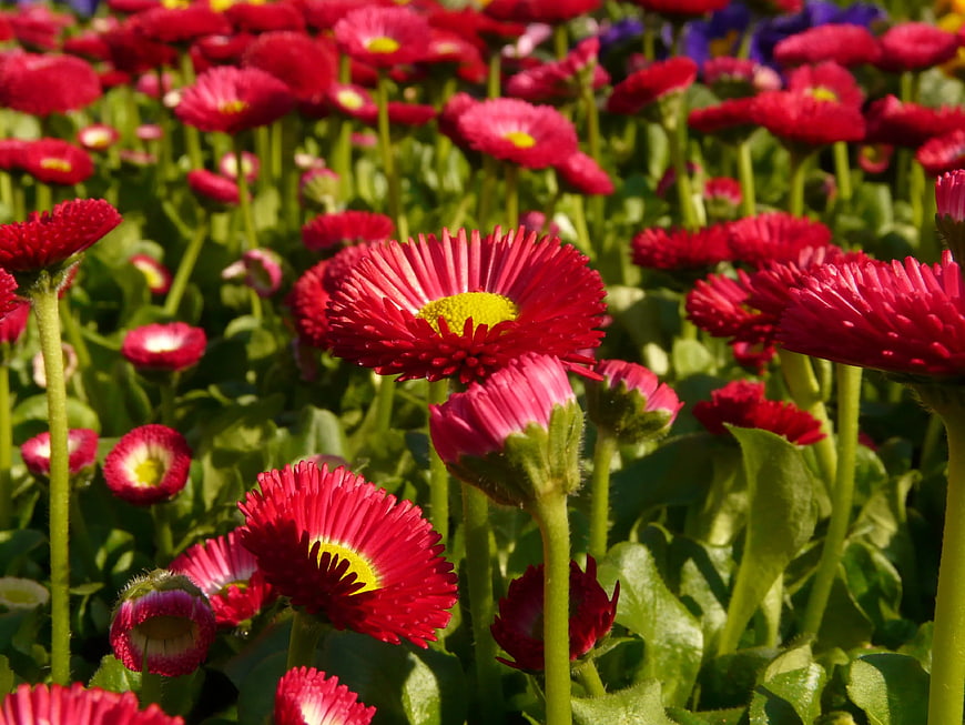 Vibrant Red Gerbera Daisies in a Sunny Garden