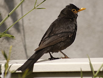 Common Blackbird Perched on White Surface