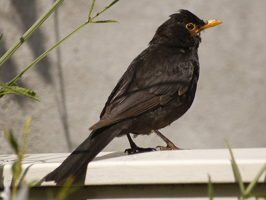 Common Blackbird Perched on White Surface