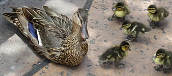 Mother Mallard Duck with Ducklings on Pavement