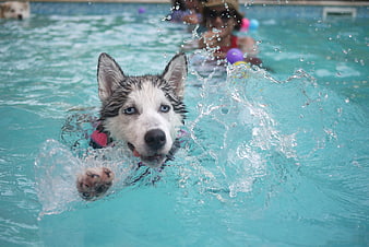 Siberian Husky Puppy Swimming in Pool with Splash