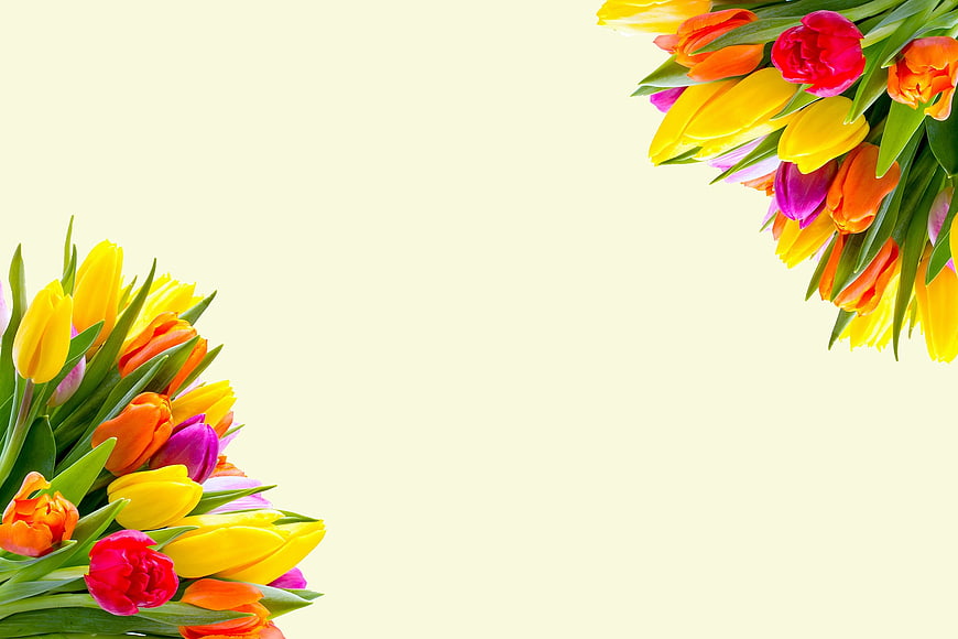 Colorful Tulip Bouquet Border on Cream Background