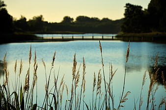 Golden reeds silhouetted against a calm lake with a distant bridge