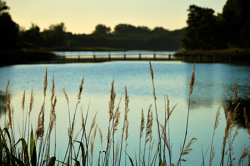 Golden reeds silhouetted against a calm lake with a distant bridge
