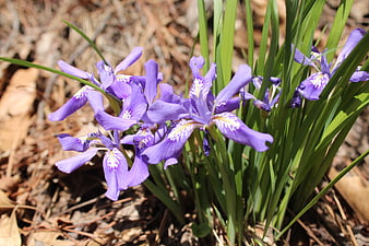 Purple Wild Iris Flowers Blooming in Spring Forest