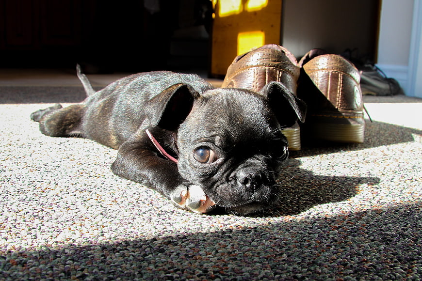 Cute black puppy lying on carpet near shoes