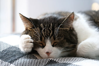 Sleeping Tabby Cat on Striped Blanket