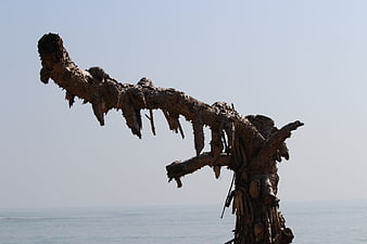 Weathered Dead Tree Branch Against Ocean Sky