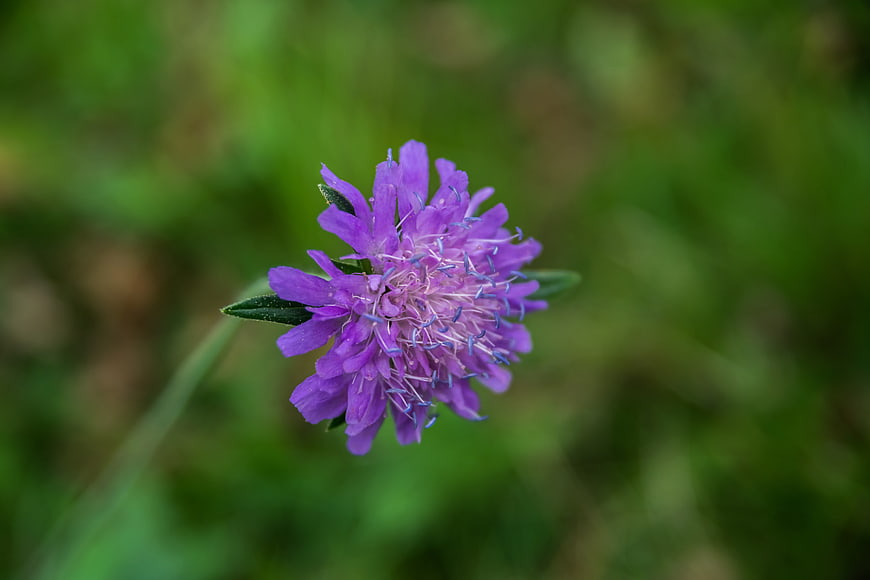 Close-up of a purple scabious flower with green blurred background