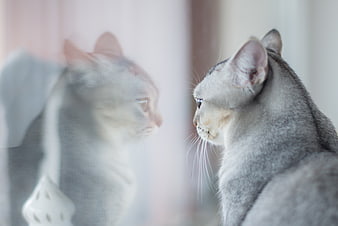 Gray cat looking at reflection in window glass