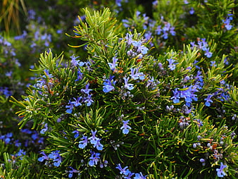 Close-up of blooming rosemary bush with blue flowers