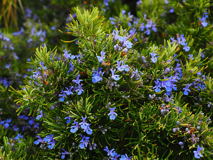Close-up of blooming rosemary bush with blue flowers