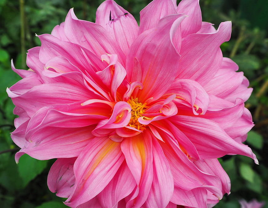 Vibrant Pink Dahlia Flower Close-Up with Green Background