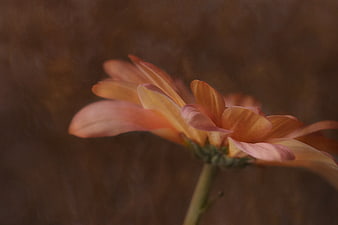 Soft Peach Gerbera Daisy Close-Up on Blurred Brown Background